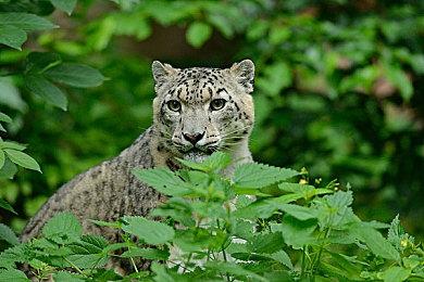 《宝可梦：朱＆紫》新事件启动 最强甲贺忍蛙袭来